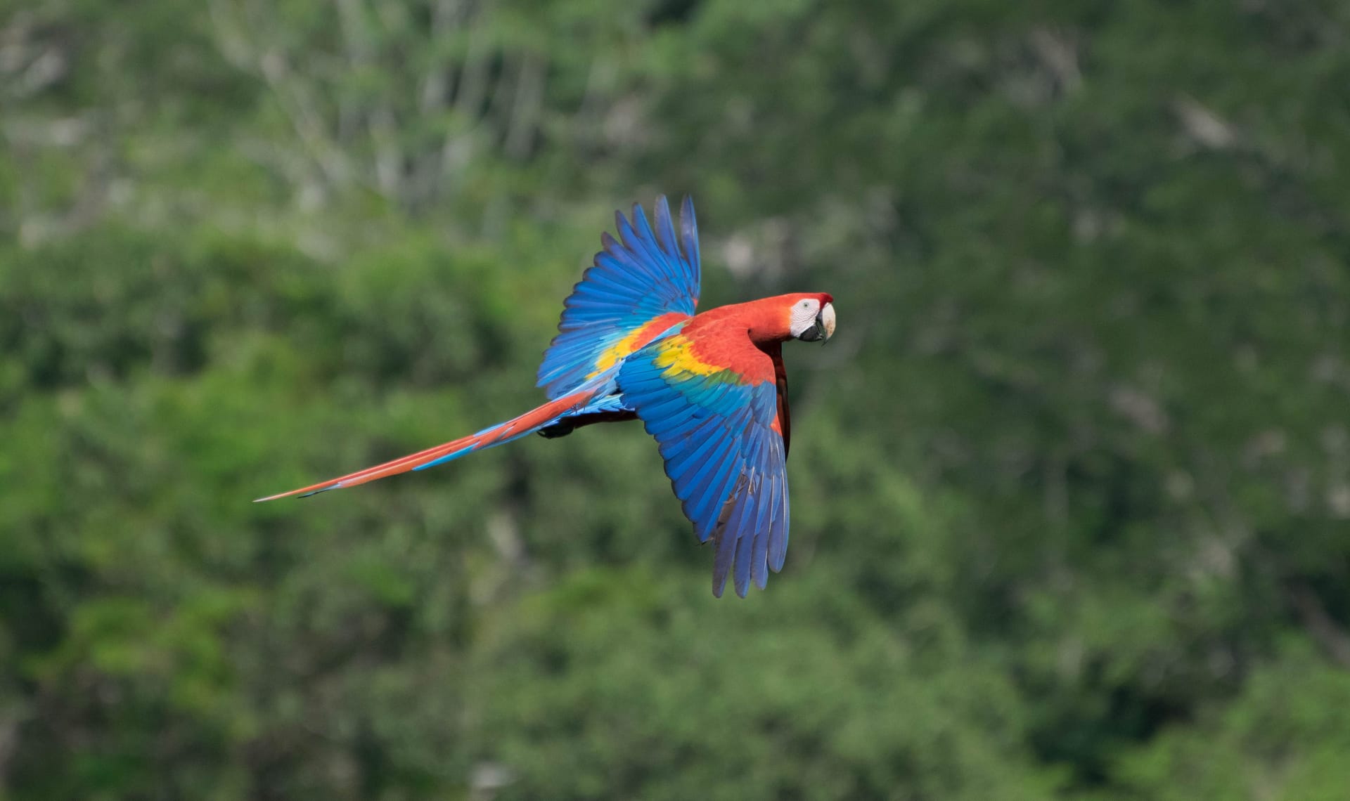 Alta Floresta — local identity