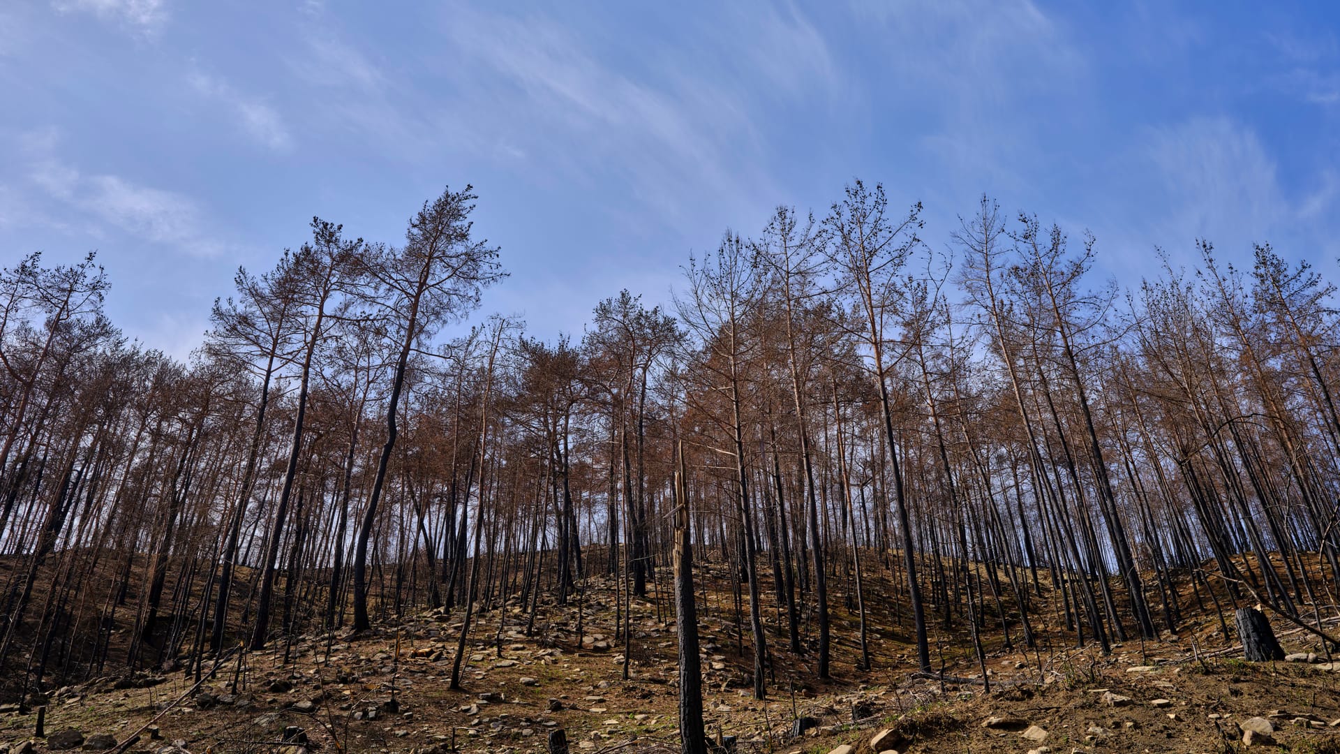 Angel Fire — local identity