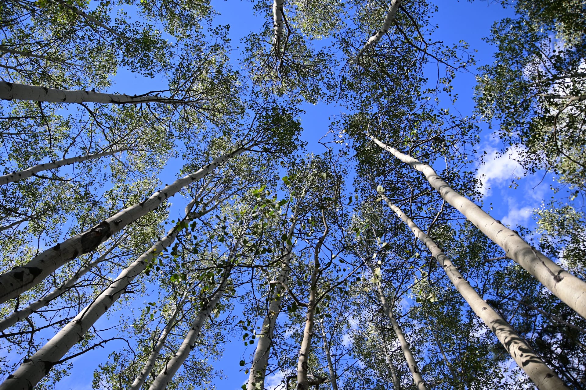 Aspen — local identity