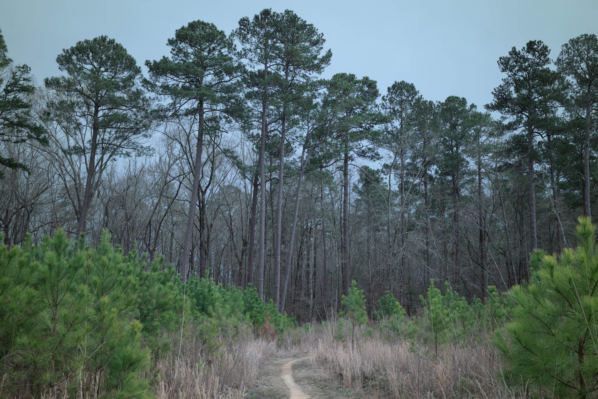Big Piney — local identity