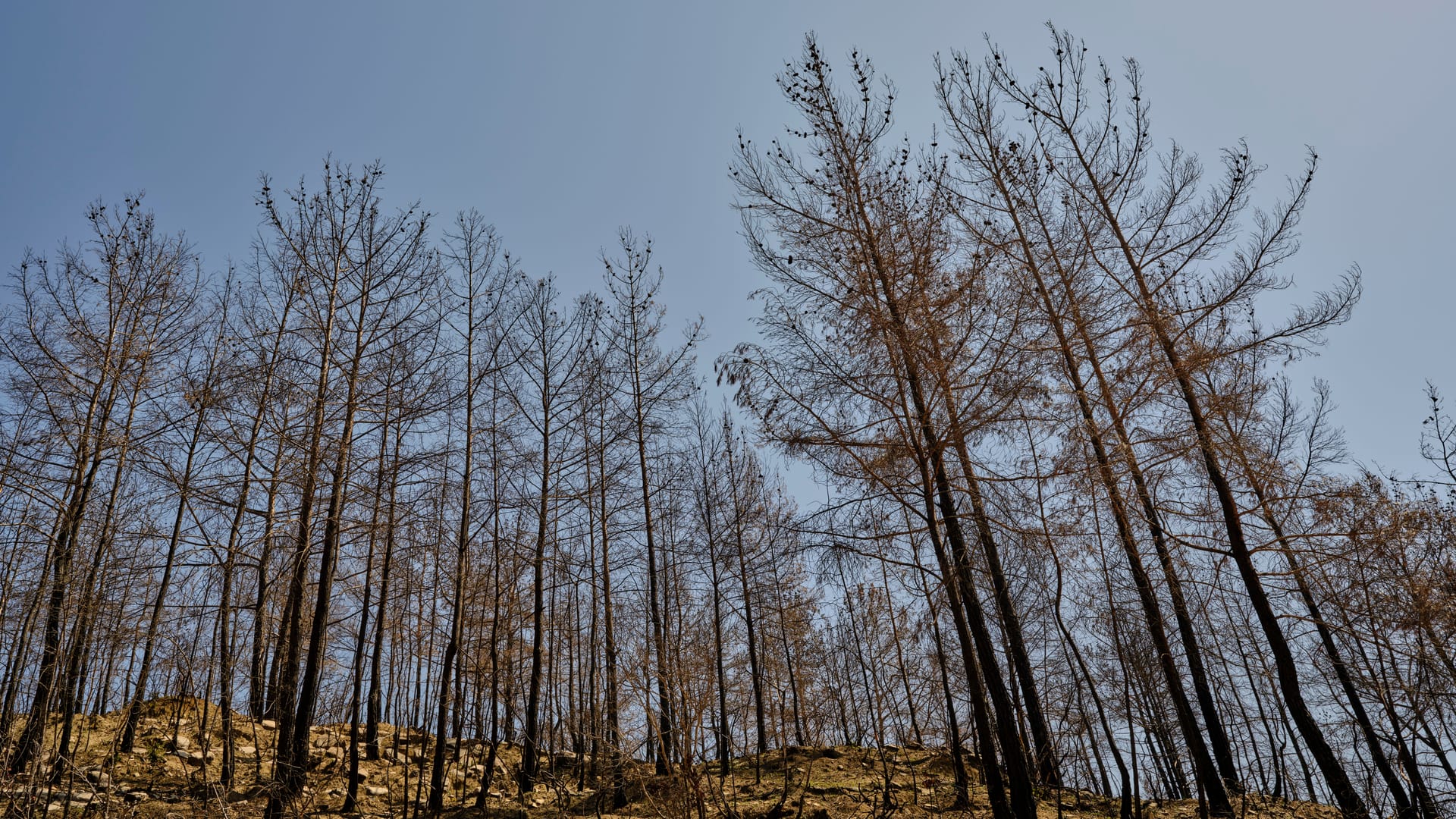 Burnt Pine — local identity