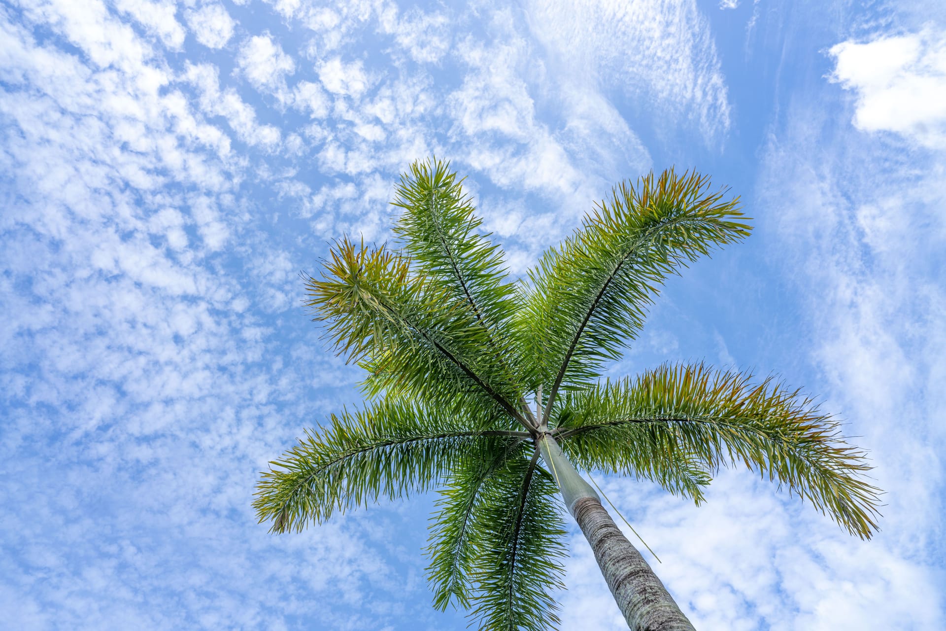 Cairns — local identity
