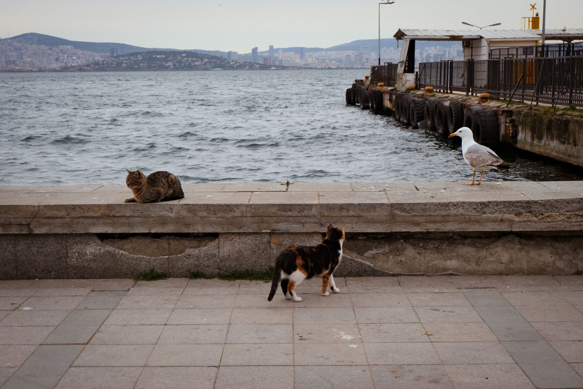 Cat Island — local identity