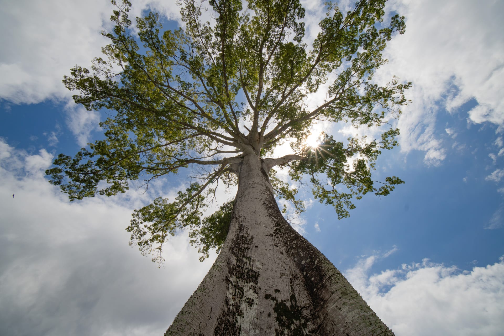 Ceiba — local identity