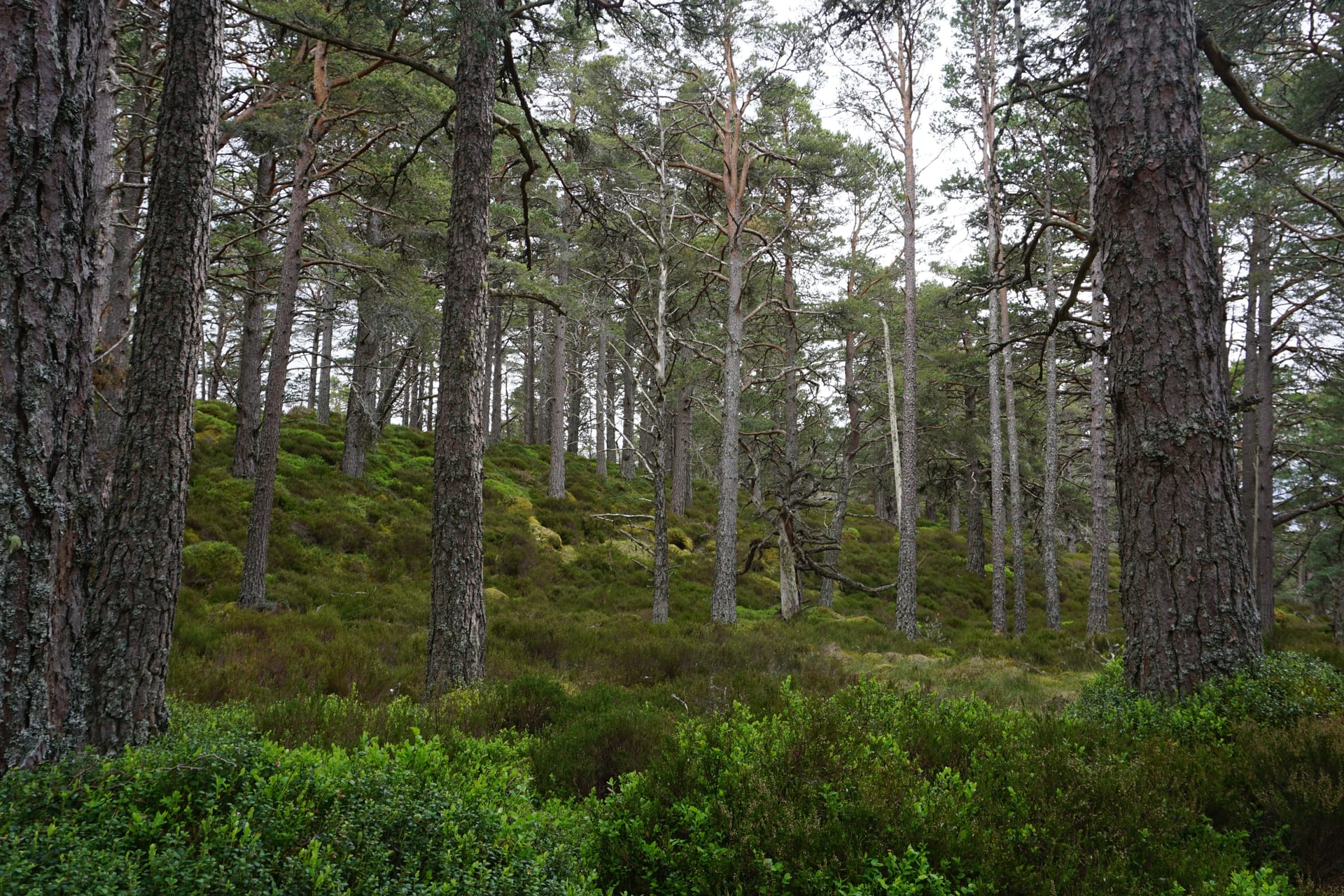 Forrest — local identity