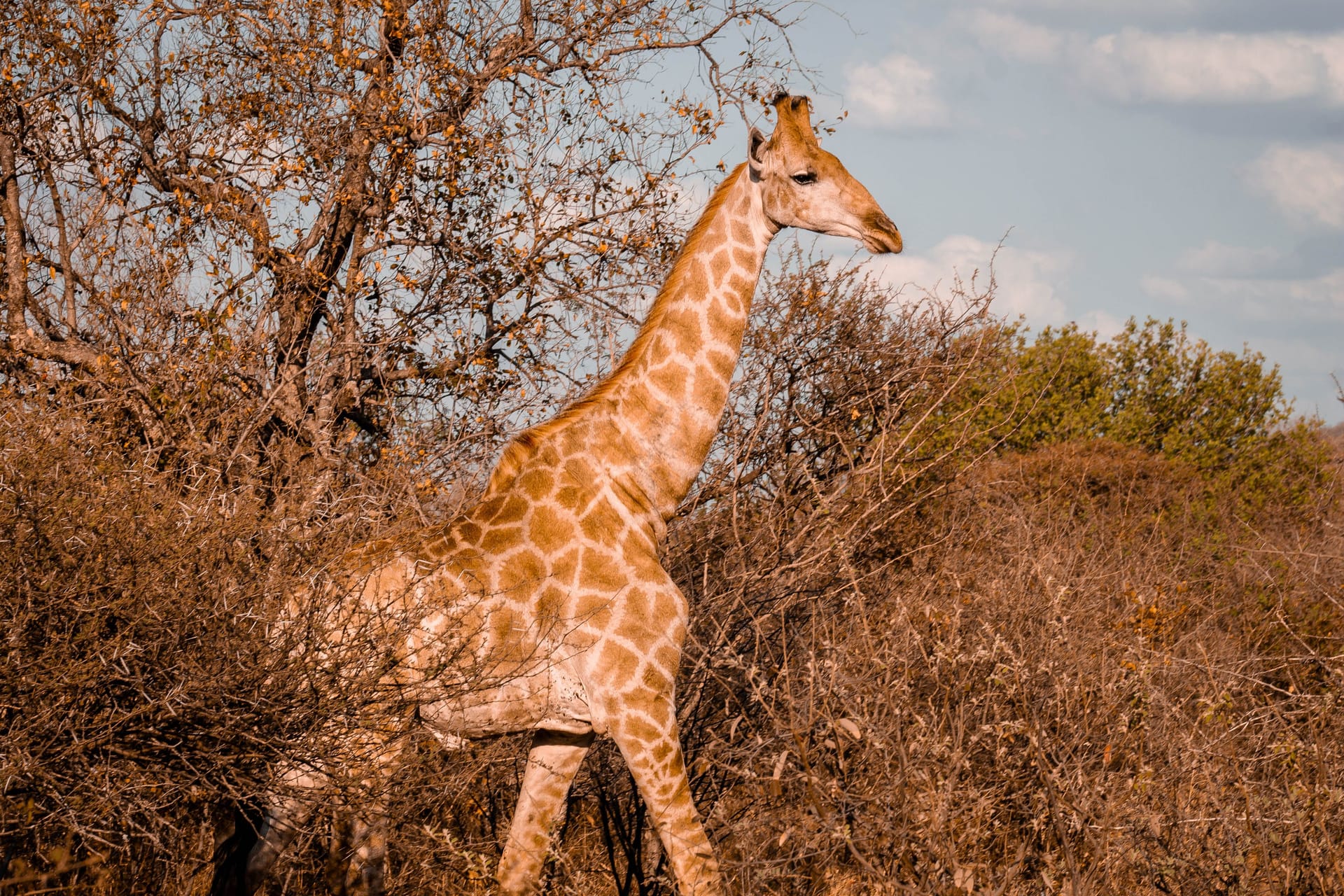 Gaborone — local identity