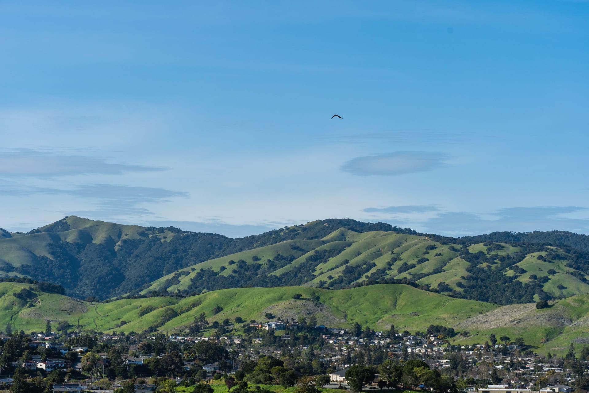 Hollister — local identity