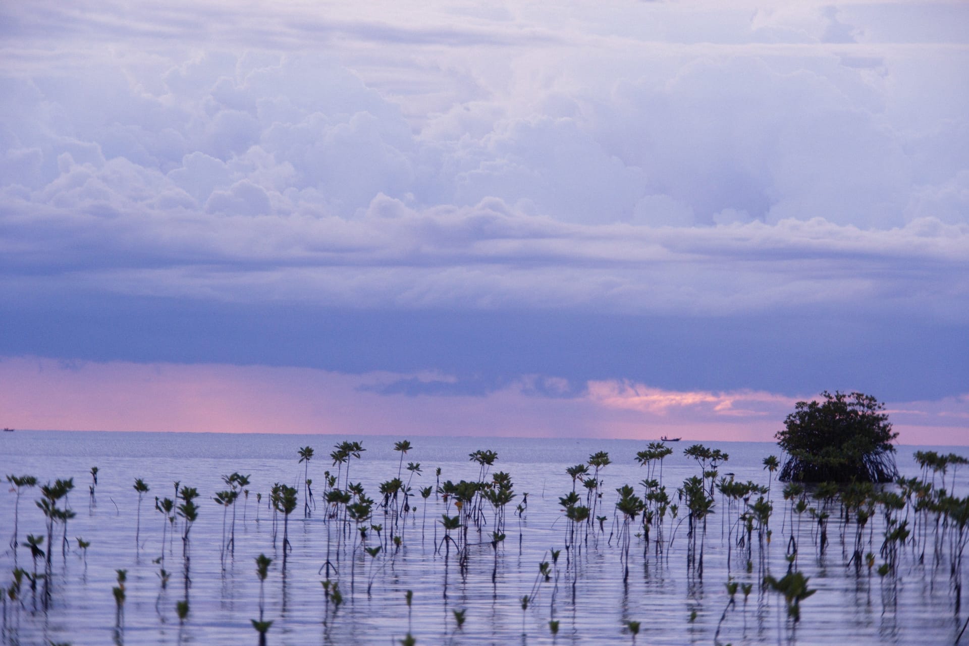 Mangrove Cay — local identity
