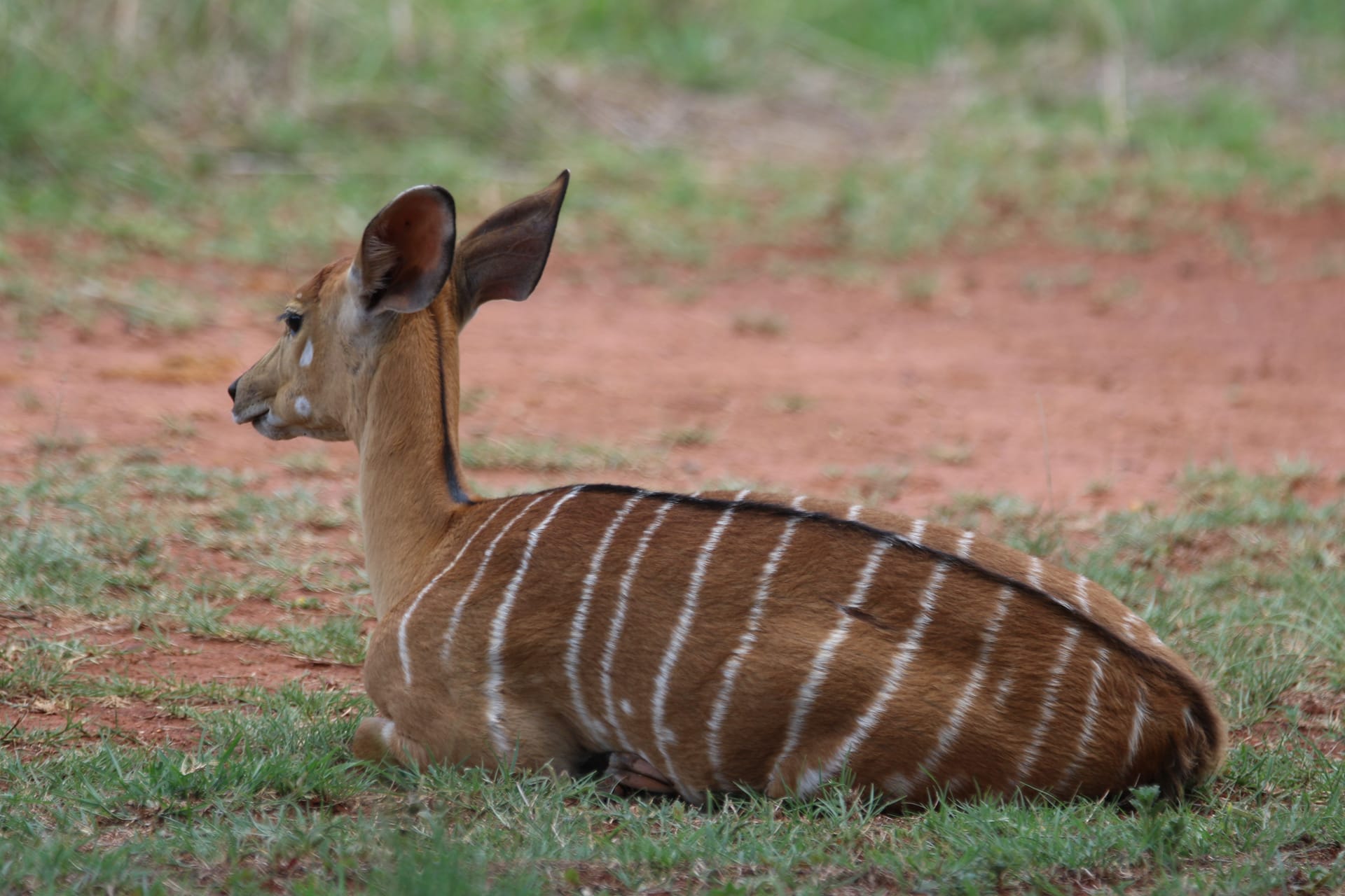 Nyala — local identity