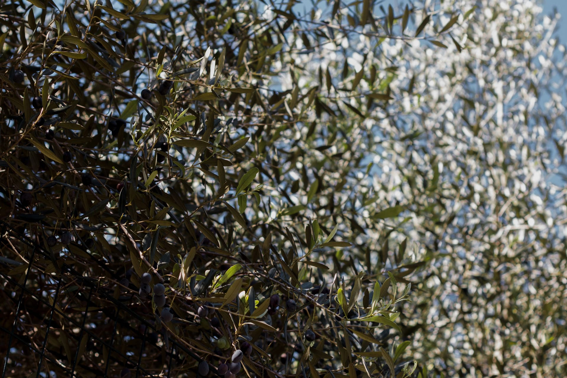 Olive Branch — local identity