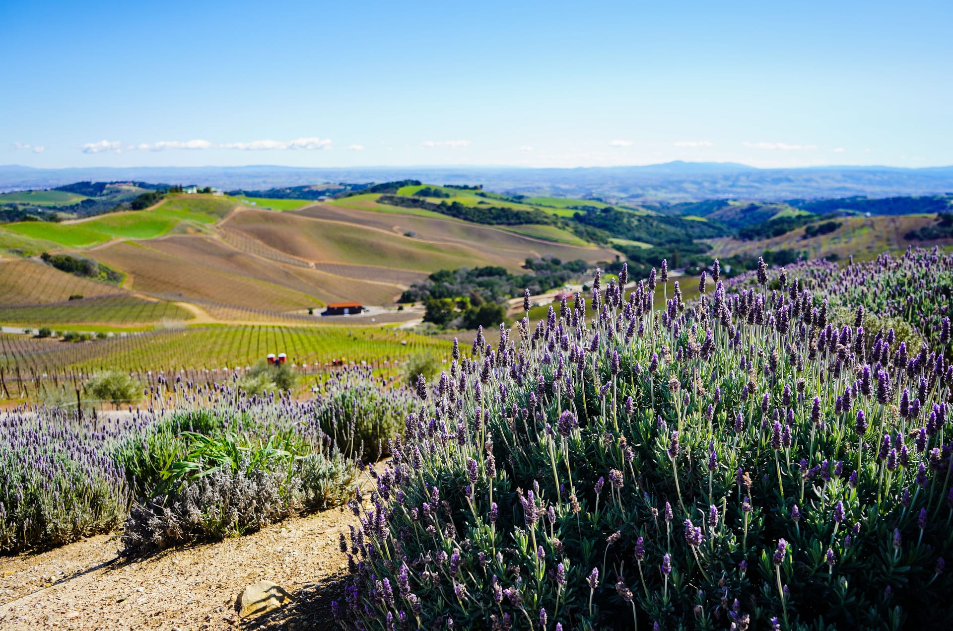 Paso Robles — local identity
