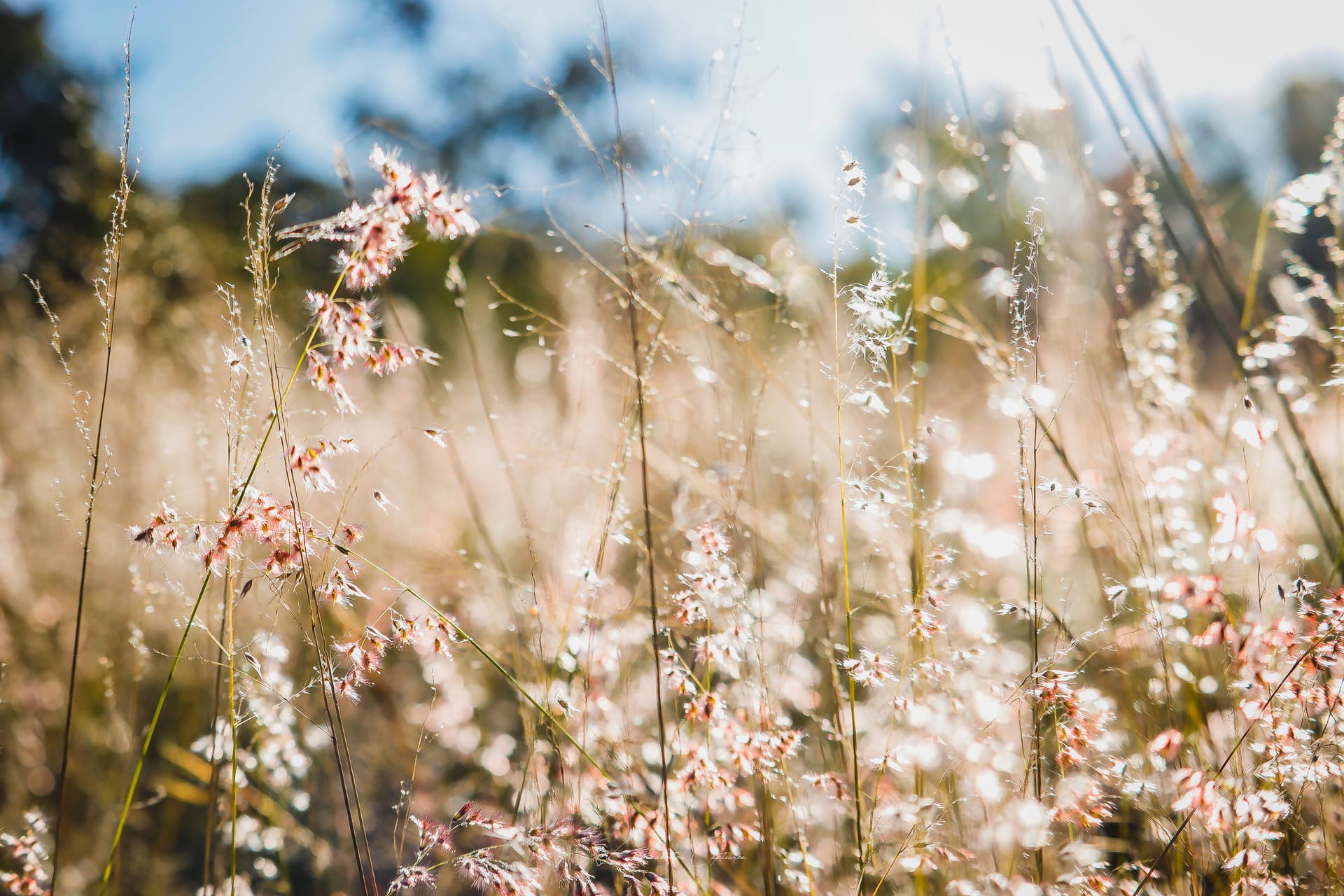 Potchefstroom — local identity