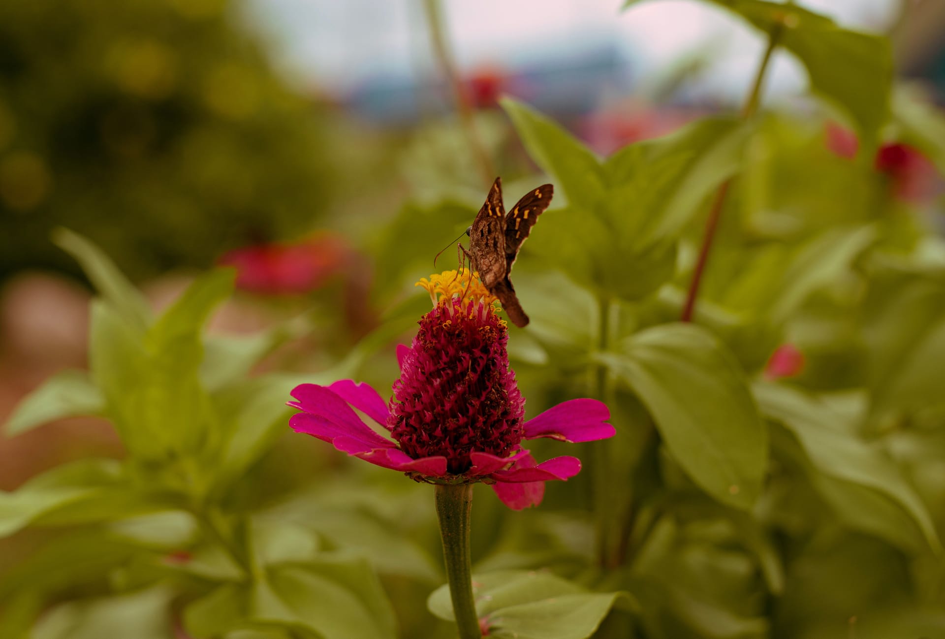 Pucallpa — local identity