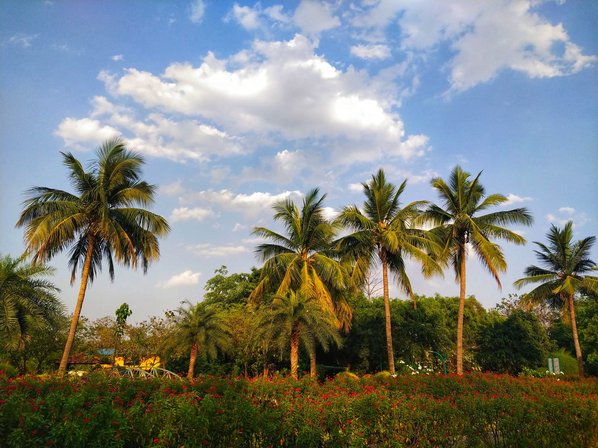 Raipur — local identity