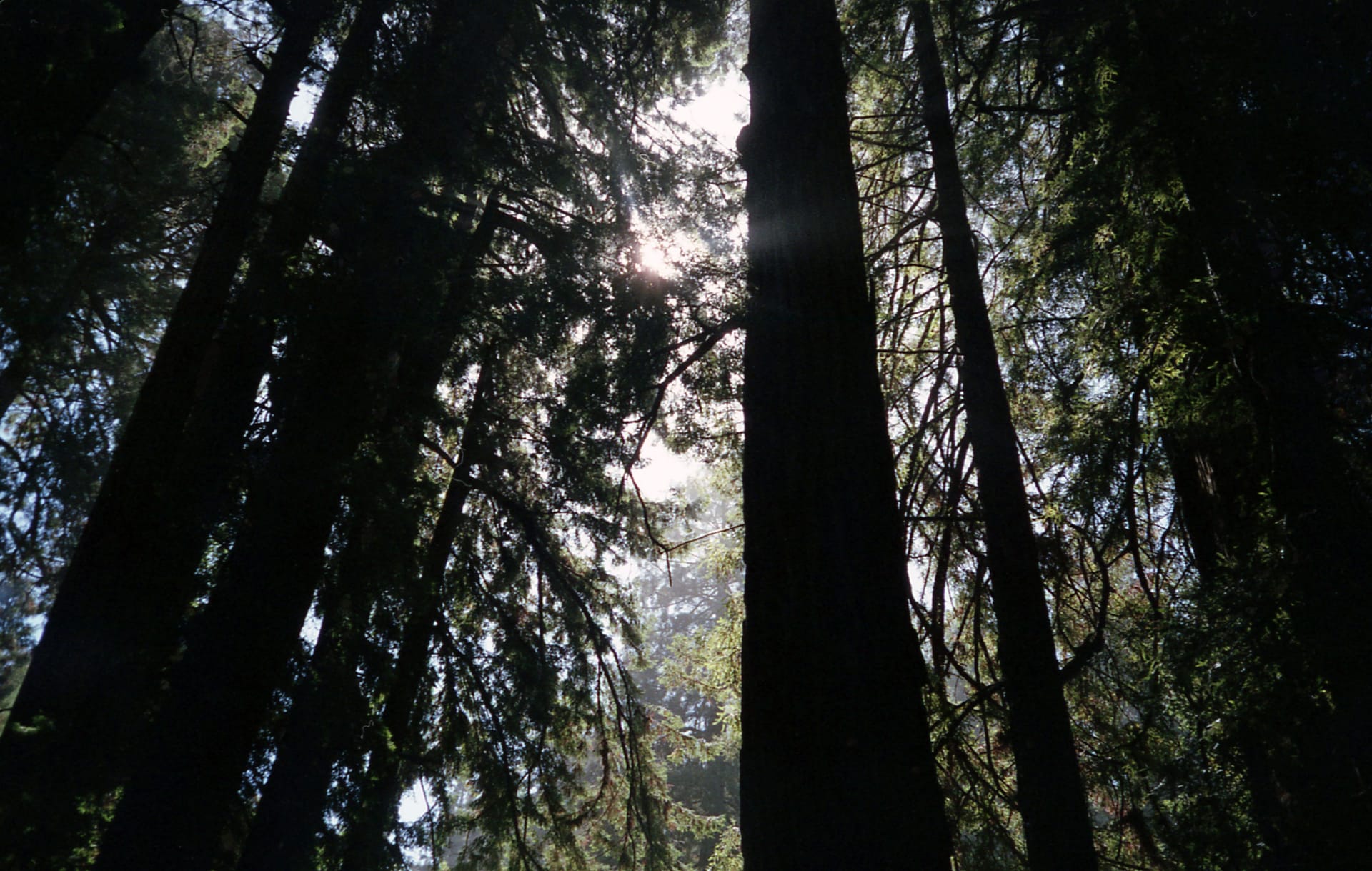 Redwood Falls — local identity