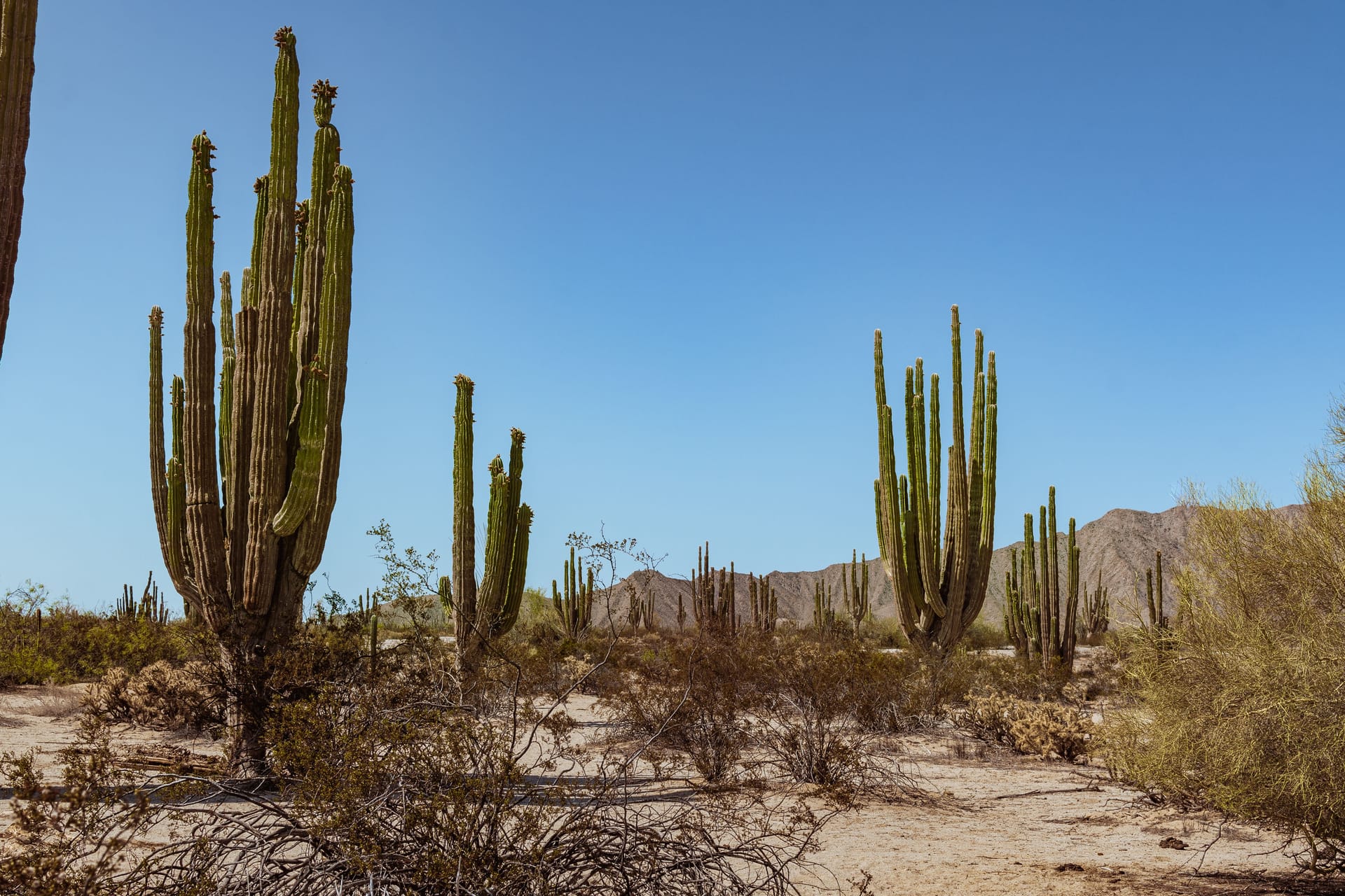 San Felipe — local identity