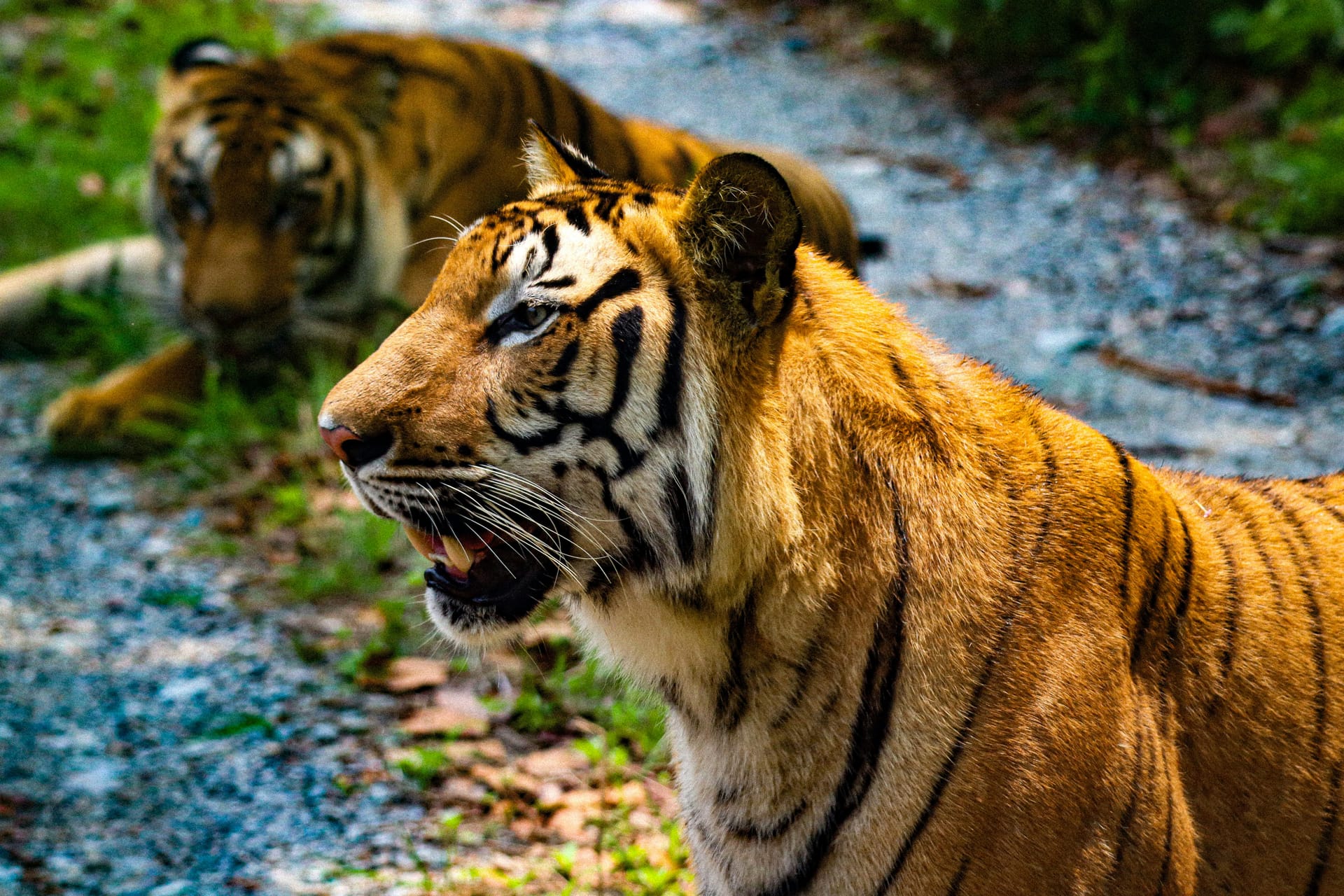 Siliguri — local identity