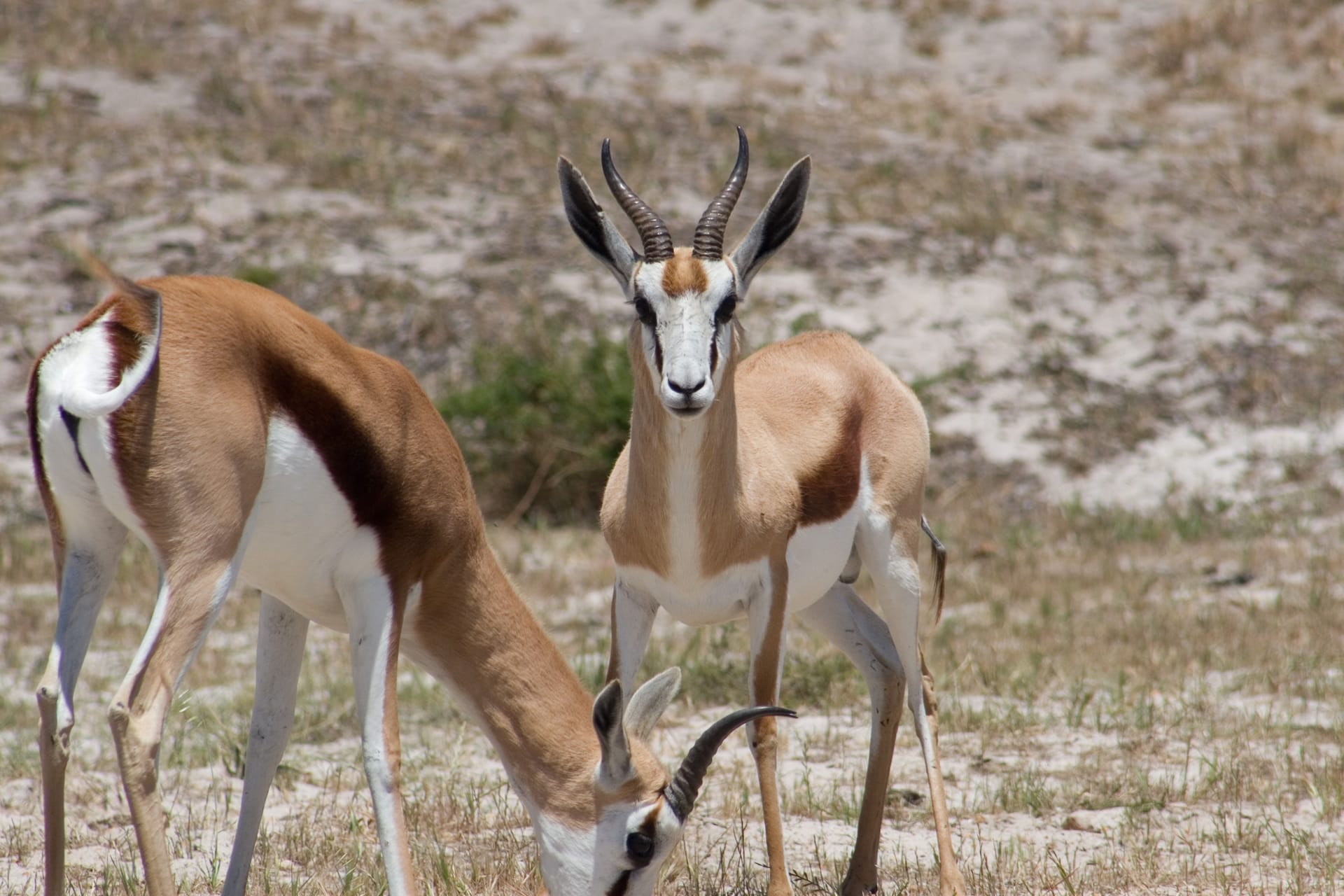 Springbok — local identity