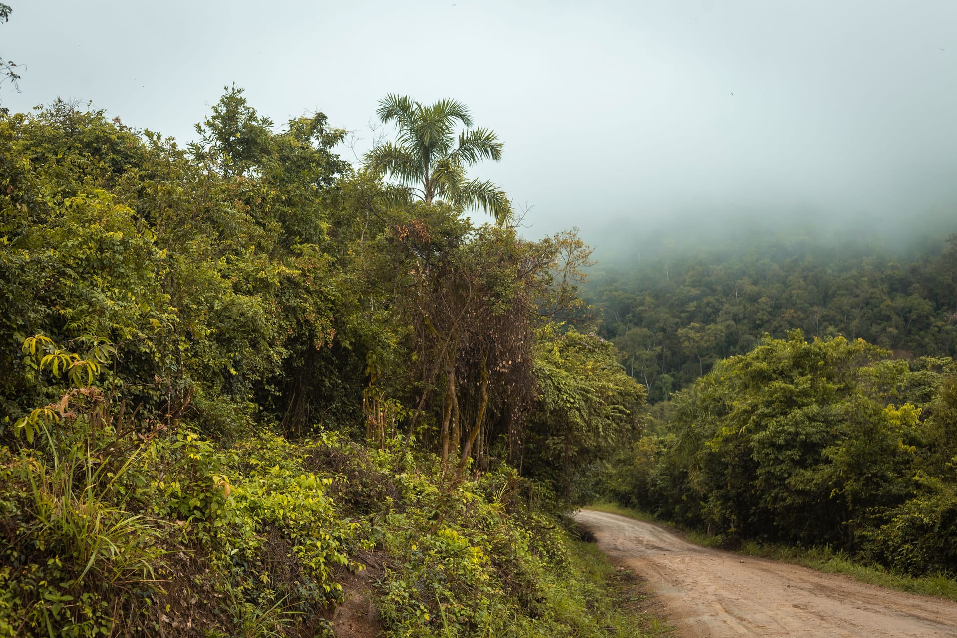 Tarapoto — local identity