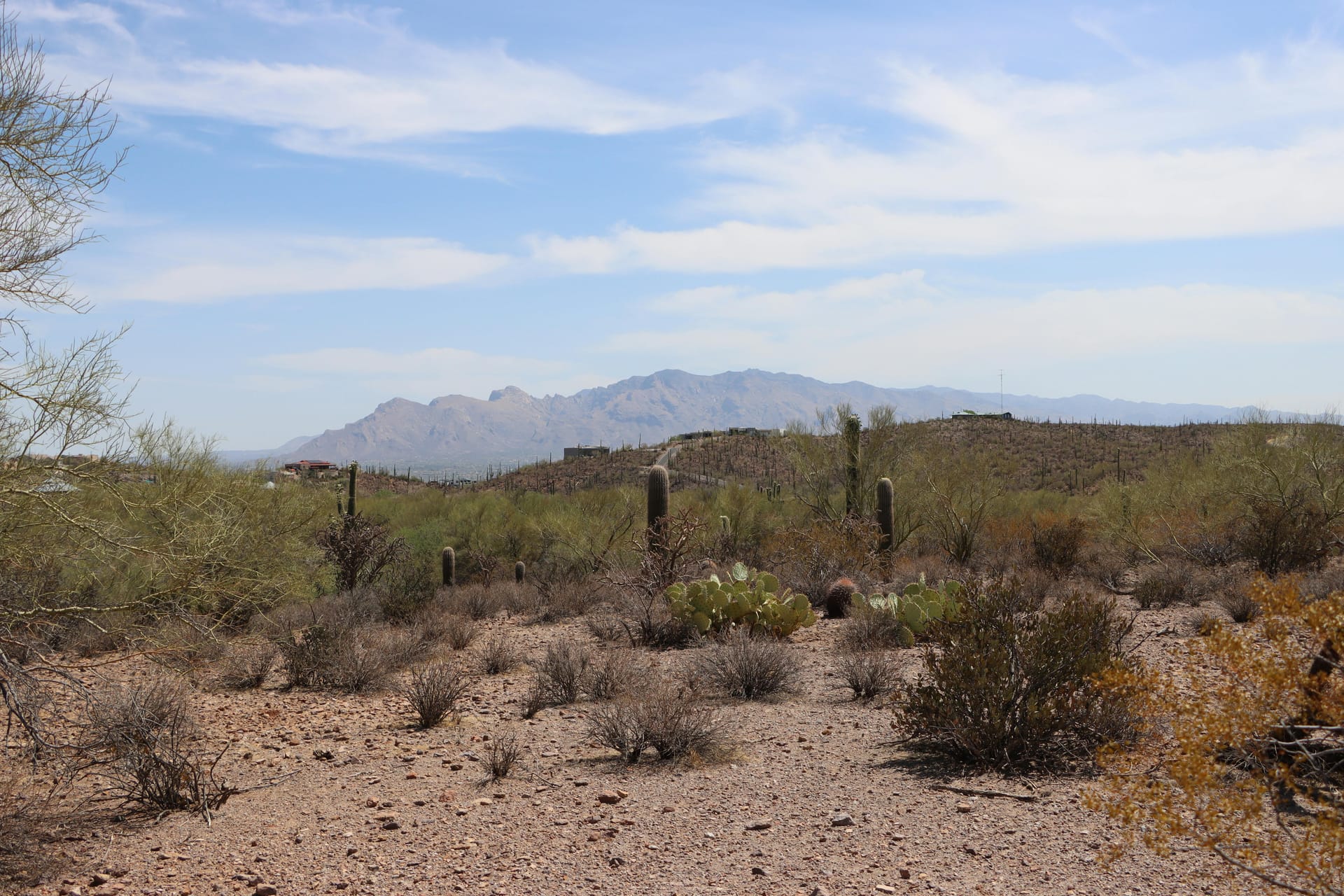 Tucson — local identity