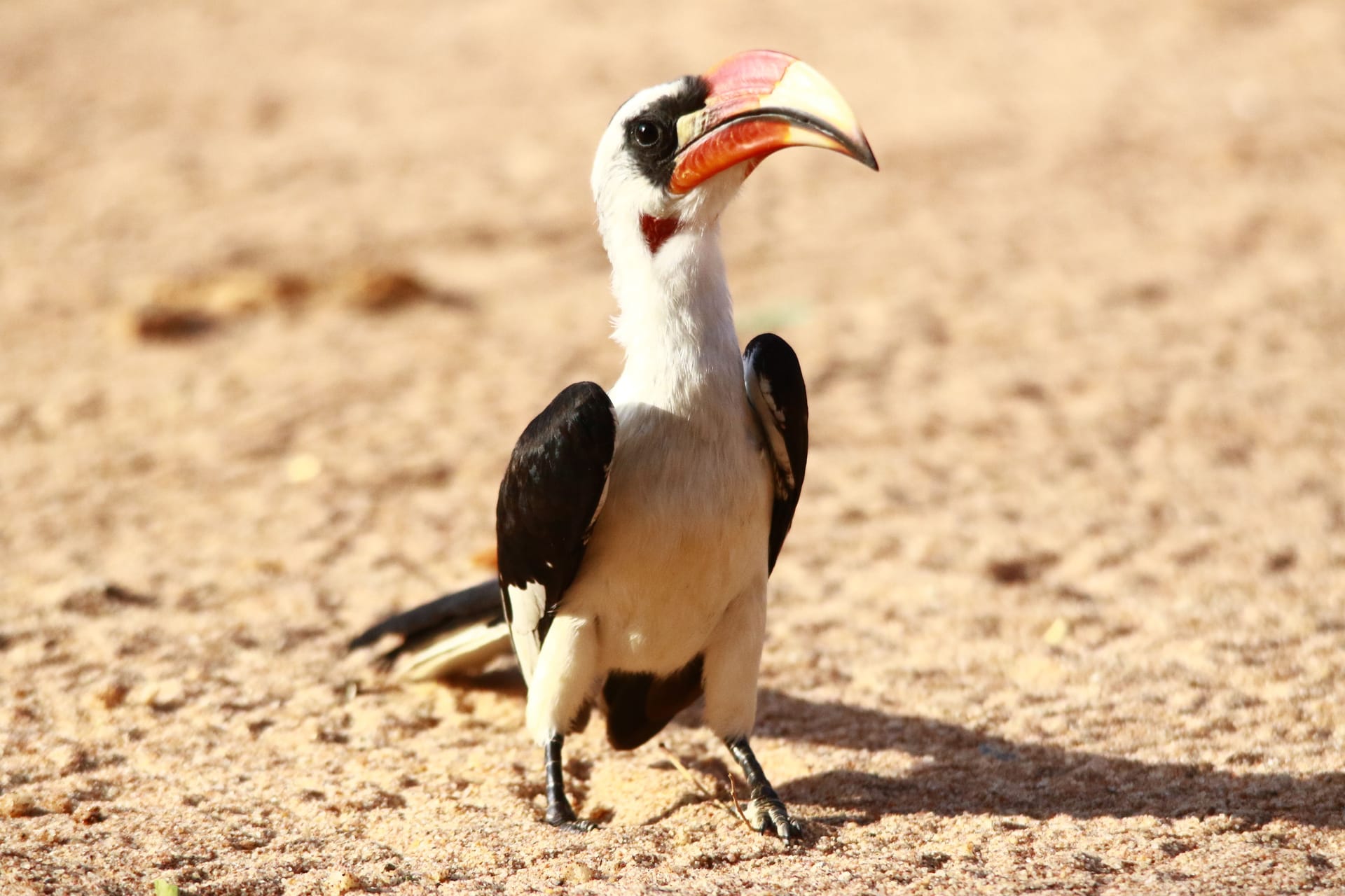Wajir — local identity