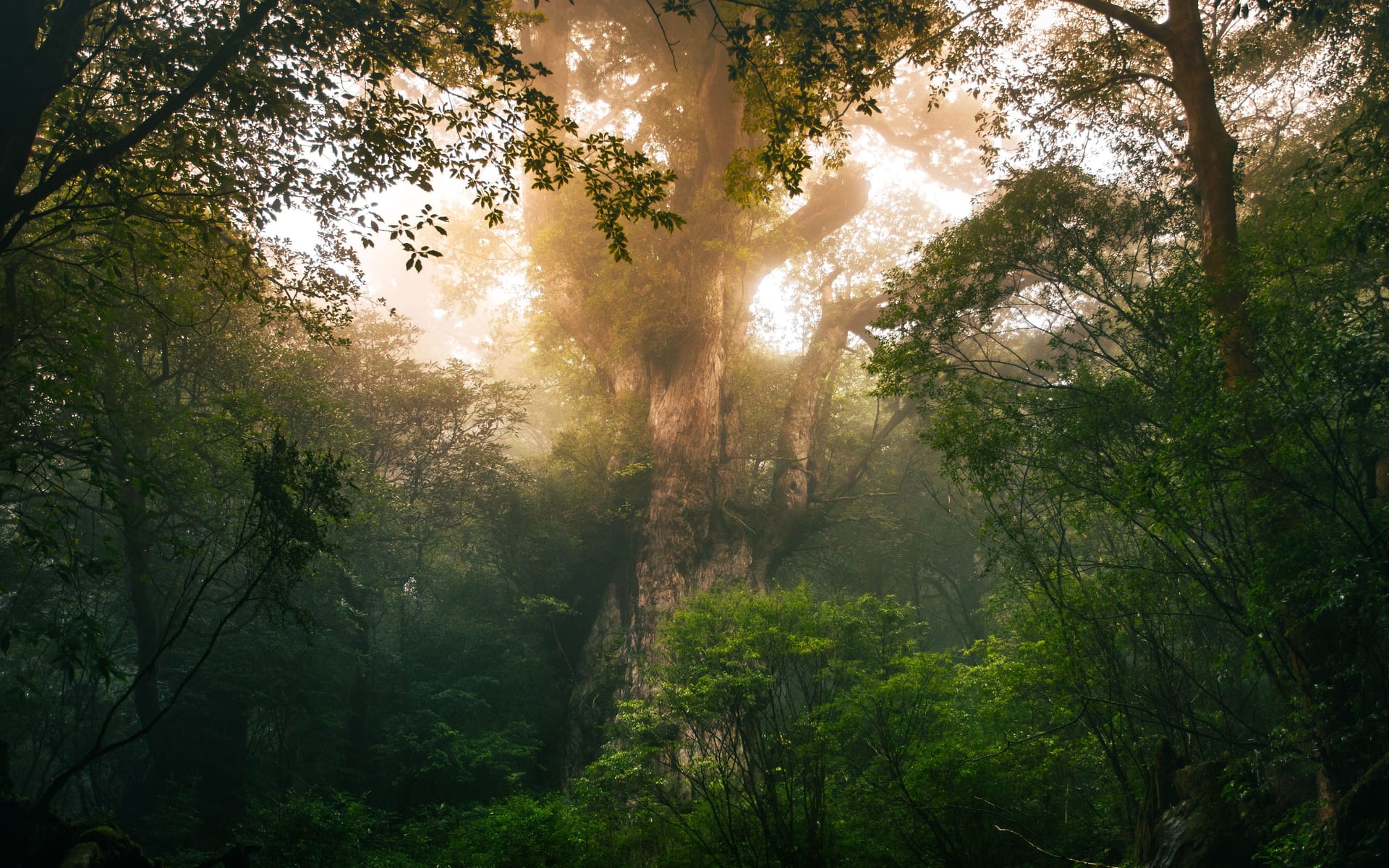 Yakushima — local identity